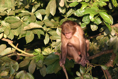 Macaca arctoides