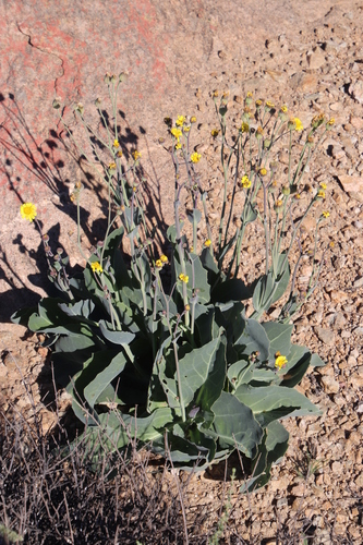 Image of Othonna macrophylla by (c) Tony Rebelo, some rights reserved (CC BY-SA)