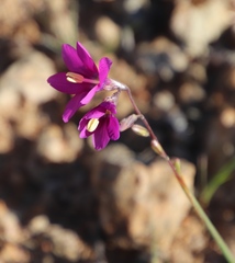 Ixia ramulosa