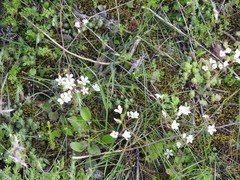 Saxifraga granulata