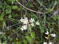 Saxifraga granulata