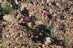Ixia ramulosa