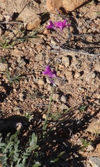 Ixia ramulosa