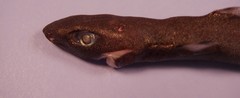 Spined Pygmy Shark photo 3