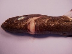 Spined Pygmy Shark photo 4