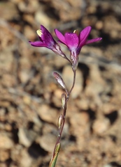 Ixia ramulosa