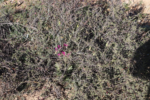 Image of Othonna tortuosa by (c) Tony Rebelo, some rights reserved (CC BY-SA)