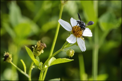 Coelioxys dolichos