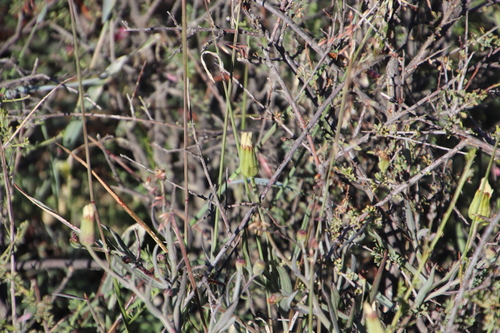 Image of Othonna tortuosa by (c) Tony Rebelo, some rights reserved (CC BY-SA)