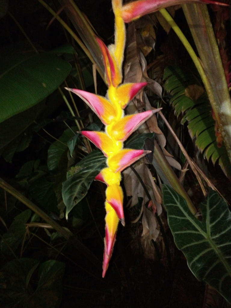 Heliconia regalis