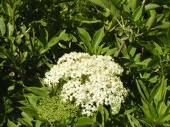 Sambucus nigra nigra