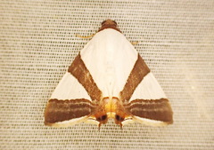Eulepidotis rectimargo