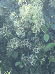 Clematis viorna