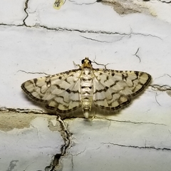Hileithia rehamalis