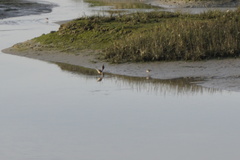 Limosa