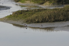 Limosa