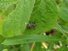 Phyllobius pilicornis