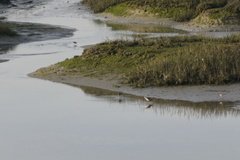 Limosa