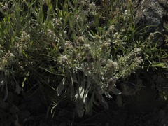 Cynoglossum cheirifolium