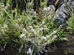 Cynoglossum cheirifolium