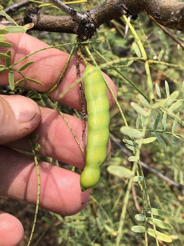 western honey mesquite