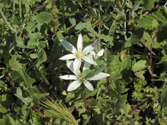 Ornithogalum baeticum