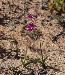 Ixia ramulosa