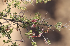 Indigofera spinescens