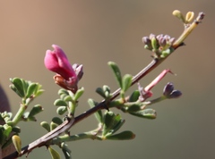 Indigofera spinescens