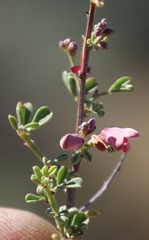 Indigofera spinescens