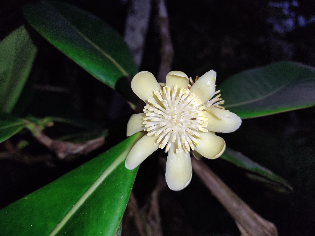 Clusia alata