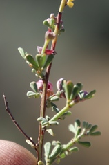 Indigofera spinescens