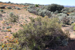 Indigofera spinescens