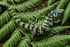 Abronia taeniata