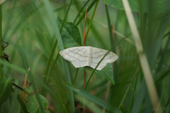 Scopula nigropunctata