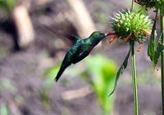 Chlorostilbon lucidus