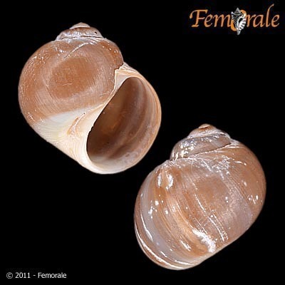 Arctic moonsnail
