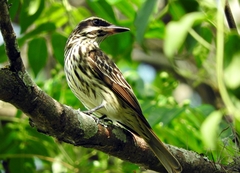 Myiodynastes maculatus