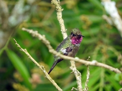 Calliphlox amethystina