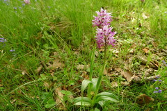 Orchis simia