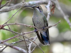 Colibri serrirostris