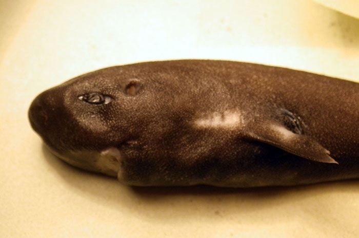 American Pocket Shark