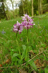 Orchis simia
