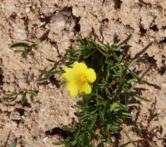 Oxalis namaquana