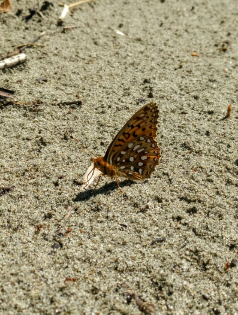 Aphrodite Fritillary