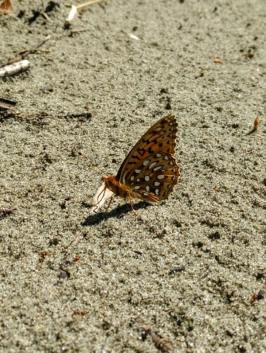 Aphrodite Fritillary