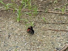 Callicore texa titania