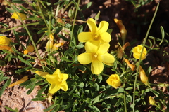 Oxalis namaquana