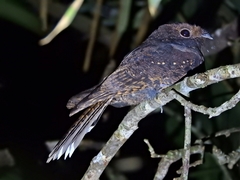 Nyctiphrynus ocellatus