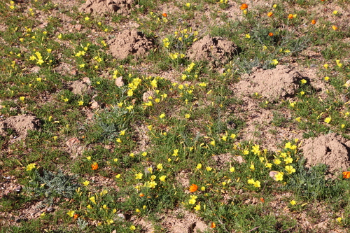 Image of Oxalis namaquana by (c) Tony Rebelo, some rights reserved (CC BY-SA)